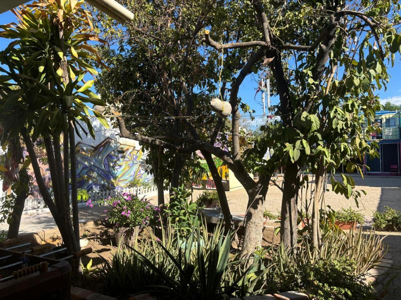 Peace Hostel Mx لاباز المظهر الخارجي الصورة